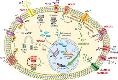 Primary aldosteronism: Pathophysiological mechanisms of cell death and proliferation